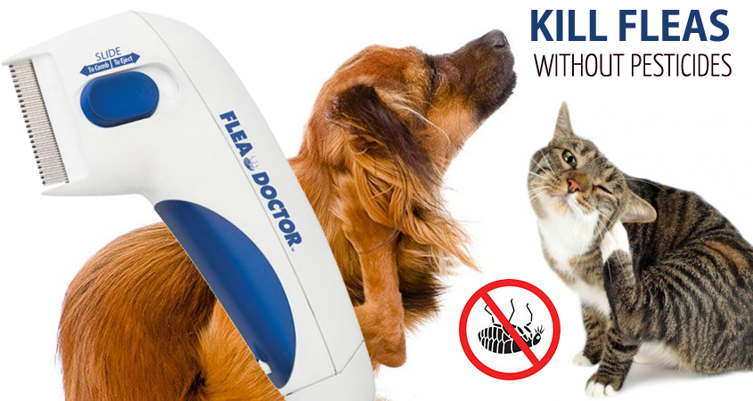 doctor flea - kill fleas without pesticides