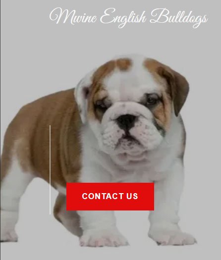 mwine english bulldogs reviews