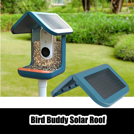 Bird Buddy Reviews1